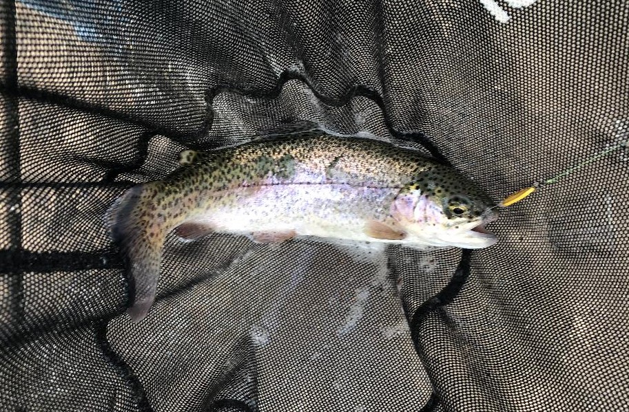 https://www.finesse-fishing.com/images/Bow-caught-with-Eve.jpg