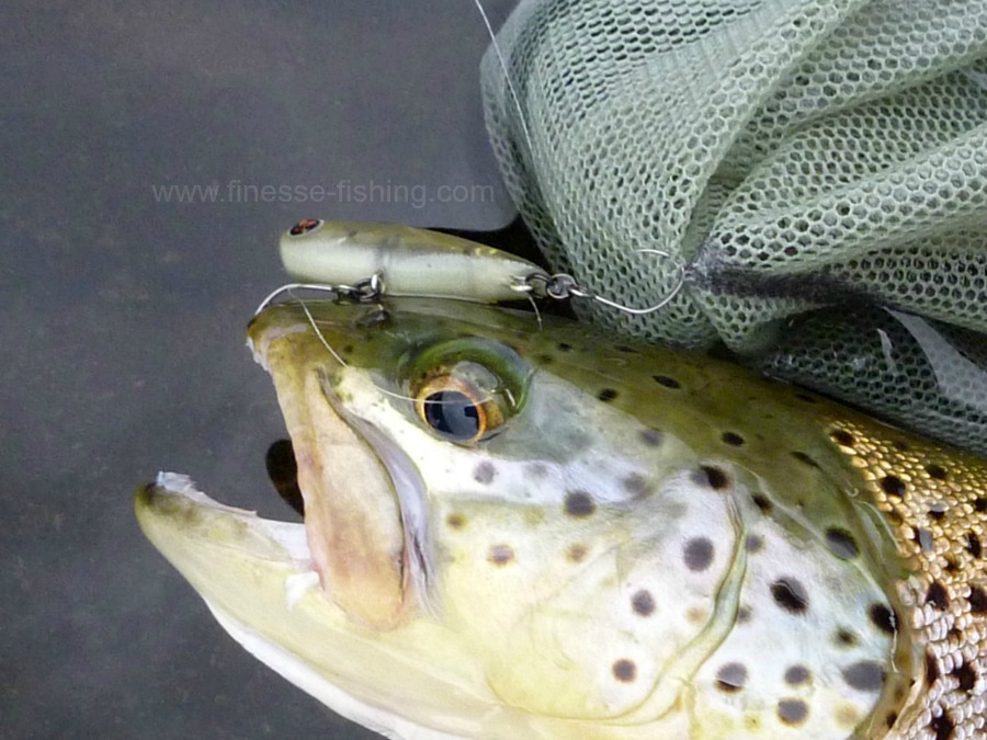 Trout fishing with barbless fish hooks 