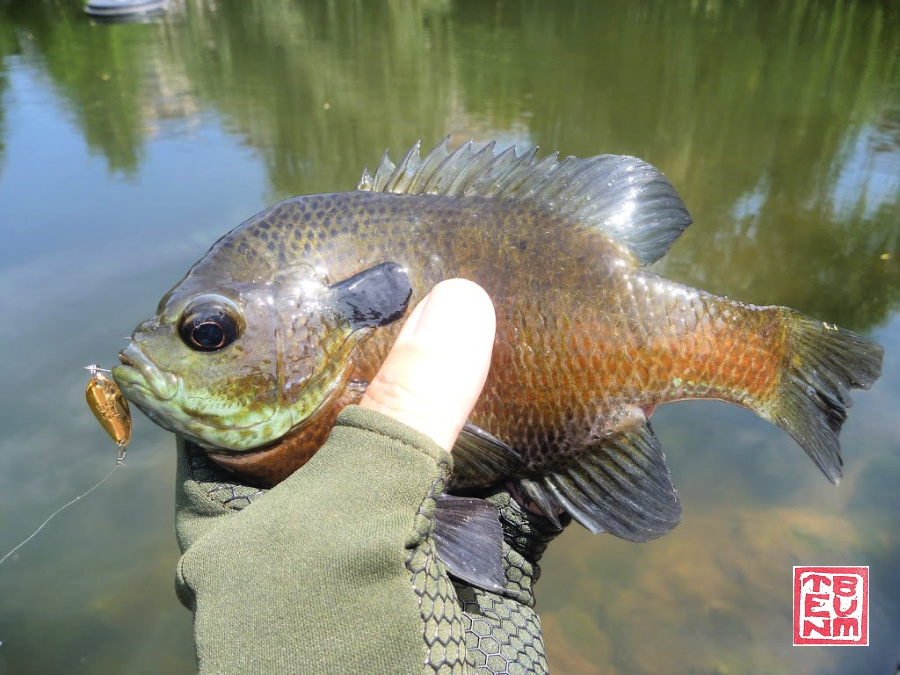 The Best Bluegill Bait for Catching More Fish 