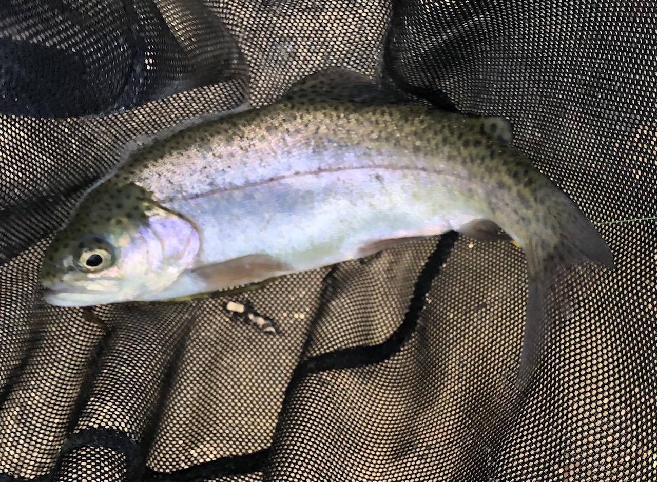 Stocked trout in net