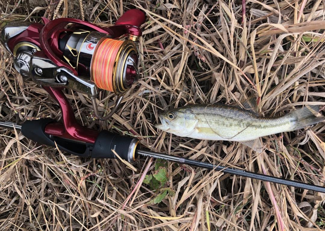 Small "Area" bass, along with Shimano rod and Daiwa reel