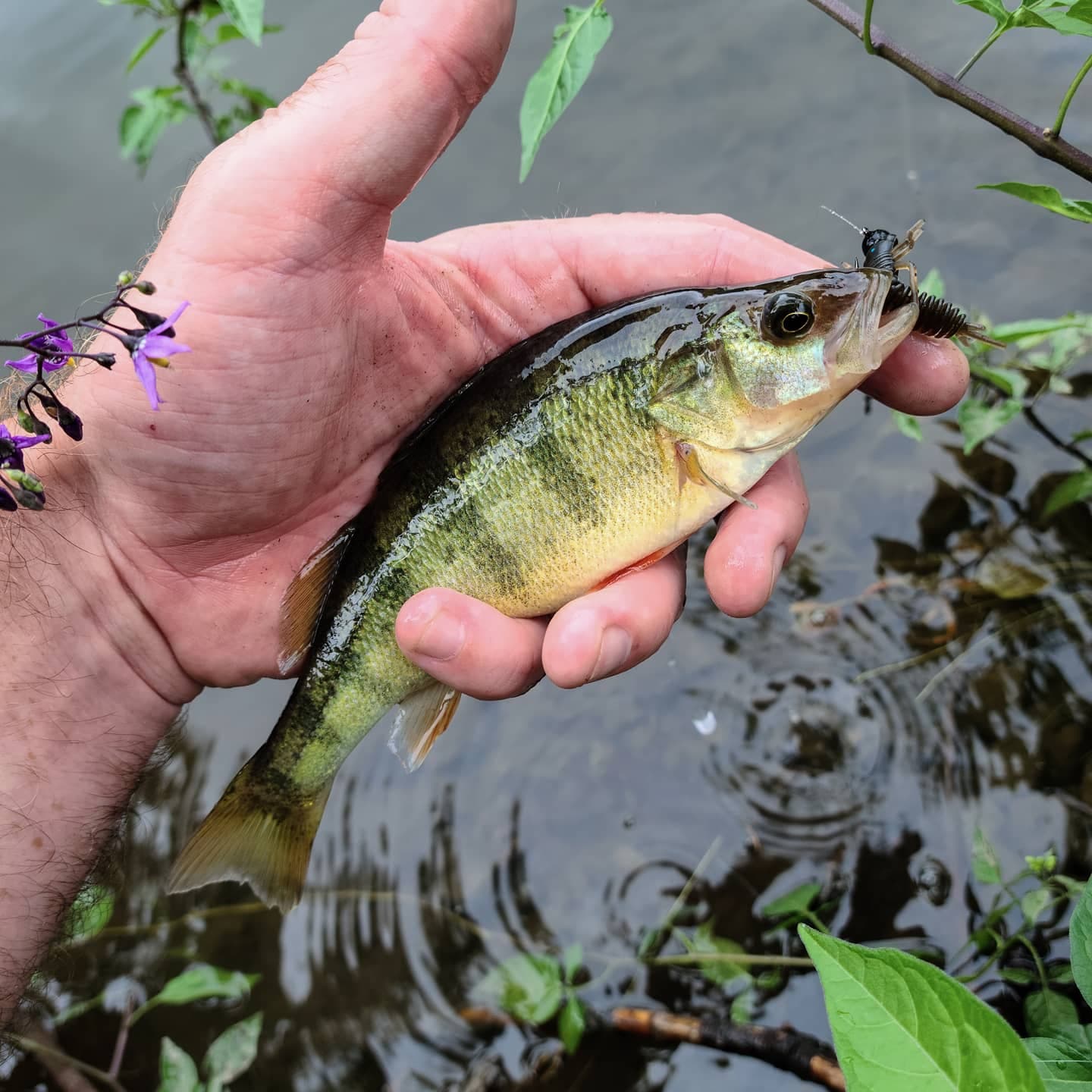 Yellow Perch caughtwith Micro Finesse Anisoptera. Michael R photo.