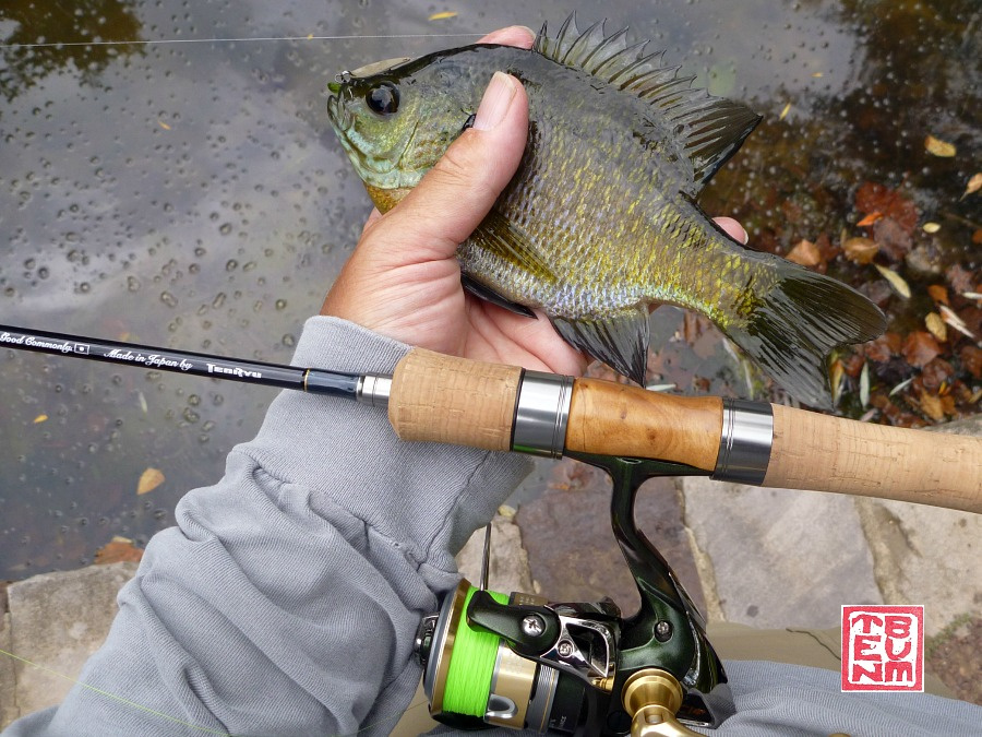 Angler holding bluegill alongside Tenyu Rayz Integral rod