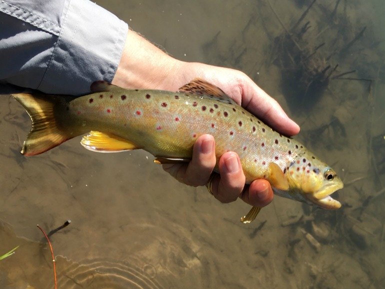 Angler holding brown trout