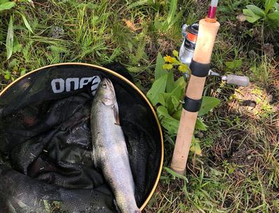 15 incher - First fish on the custom rod